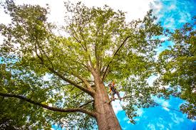 Best Tree Risk Assessment  in Winlock, WA