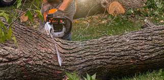 Best Root Management and Removal  in Winlock, WA