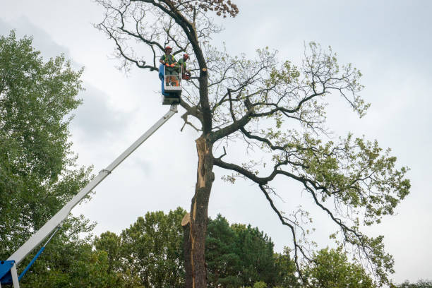  Winlock, WA Tree Services Pros